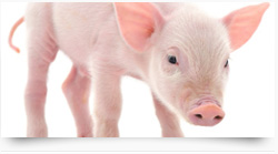 Хранене на животни - Премикси на Сано за свине